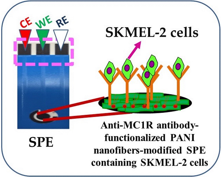 Diagram of SKMEL-2 cells with text "Anti-MC1R antibody-functionalized PANI nanofibers-modified SPE containing SKMEL-2 cells"